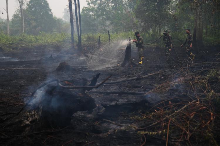 Climate El Nino Peatlands