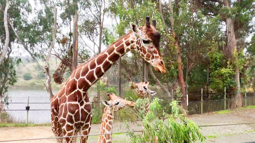 Discovery Kingdom baby giraffes 3 010125