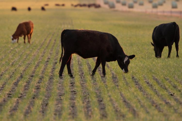 Climate Drought Wheat Farmers
