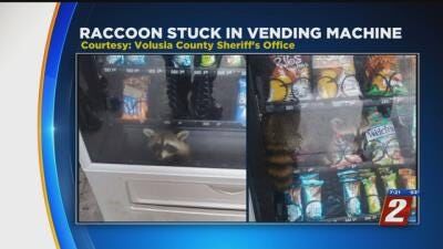 Raccoon Freed After Being trapped in Vending Machine in Florida High School