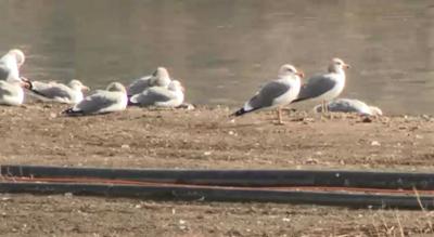 Hundreds of Seagulls Pose Threat to Airport Safety Dispersed From Wetlands