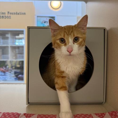 Olive, female at NHS.jpg