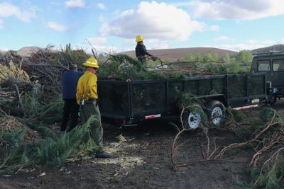 Homeowners Urged to Junk the Junipers Saturday to Prepare for Wildfire