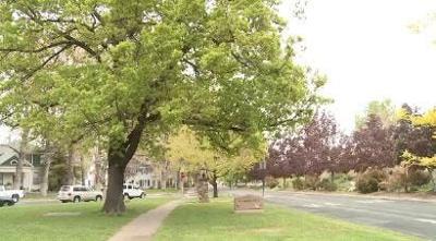 Northern Nevada Celebrates Arbor Day