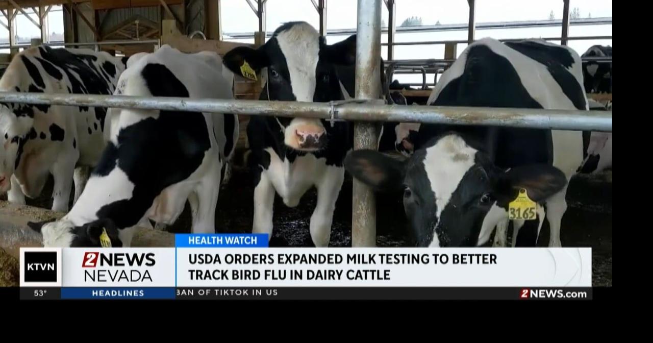 First bird flu case detected in dairy cows in Nevada; USDA to test milk ...
