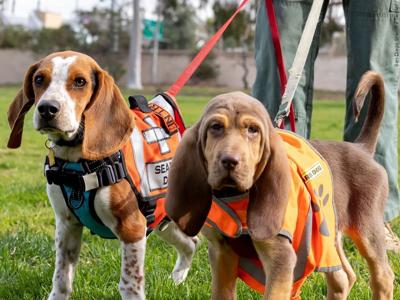 Dog training, generic