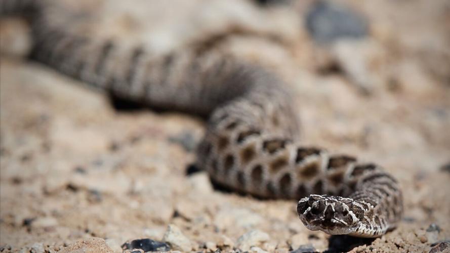 Great Basin Rattlesnake 2 - NDOW.jpg