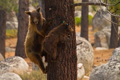 Mother Bear Released with Tracking Collar