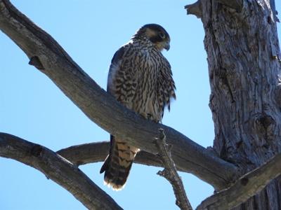 Peregrine Falcons Thriving at Lake Tahoe