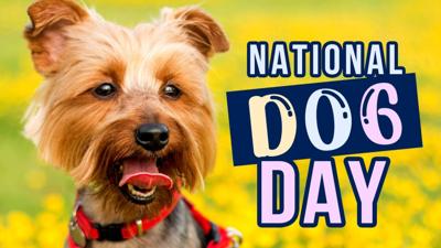 National Dog Day - MGN .jpg