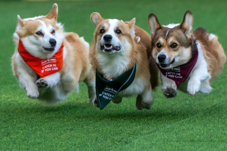 Lithuania Corgi Race