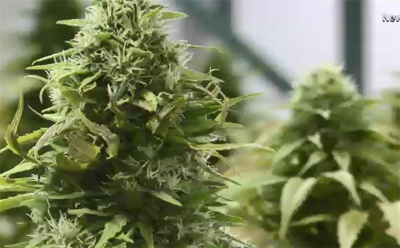 One Year Later: Marijuana's Impact on Nevada's Public Safety