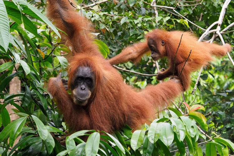 Indonesia Orangutans