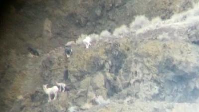 NDOW Says it Killed Feral Dogs to Protect Bighorn Sheep
