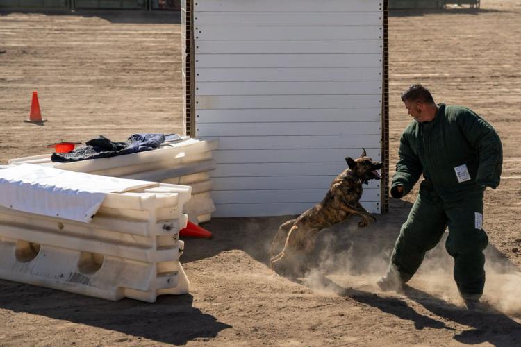 K9 challenge 3