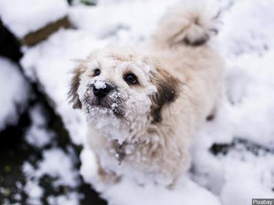 Keep Your Pet Safe This Holiday Season