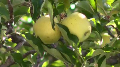 Reno Gleaning Project Update