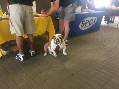 MINI of Reno's Beauty Contest To Benefit Bulldogs