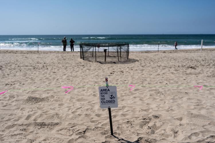Rare Turtle Nests