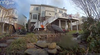 Caught on Camera: Bird Catches Fish in Backyard Pond
