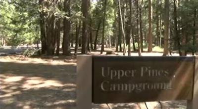 Two Under 18 Killed By Falling Tree Limb in Yosemite National Park