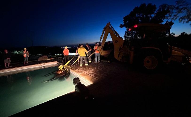 Horse rescue - larger view