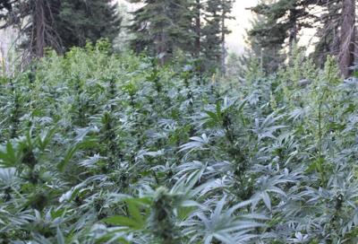 23,000 Marijuana Plants Seized in 2 Illegal Gardens