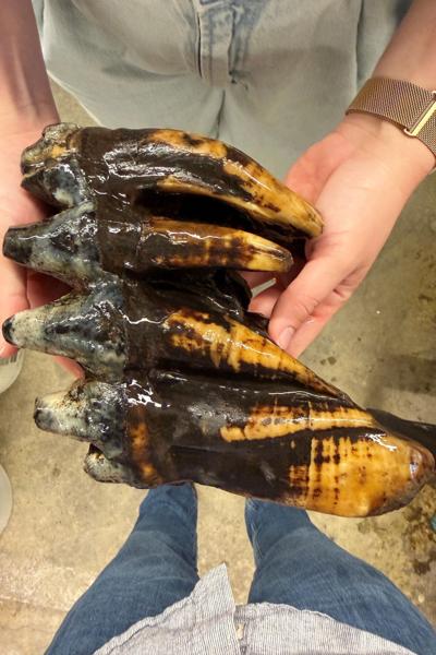 Mastodon Tooth