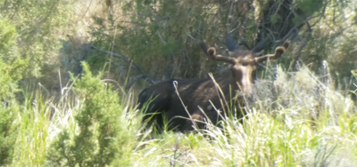 NDOW Releases Photo of Bull Moose in Spring Creek
