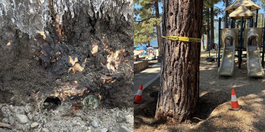 Tree poisoning