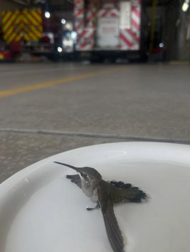 Hummingbird gets rescued 1