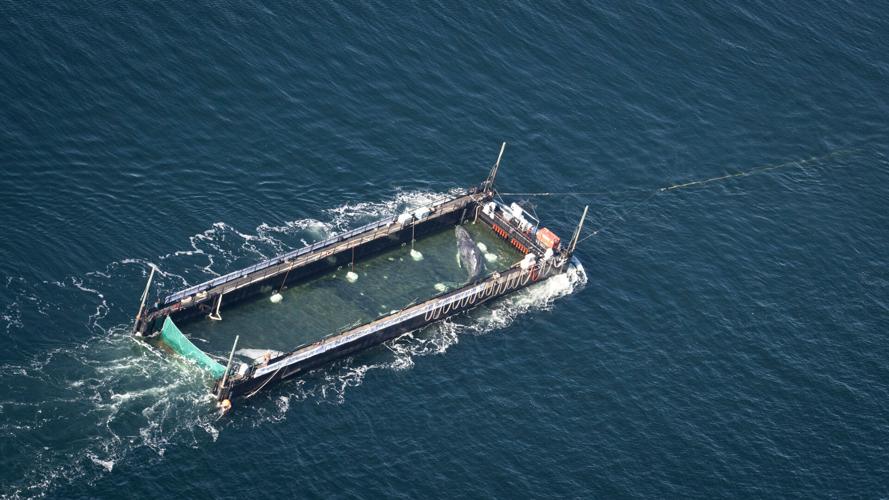 Germany Whale Rescue
