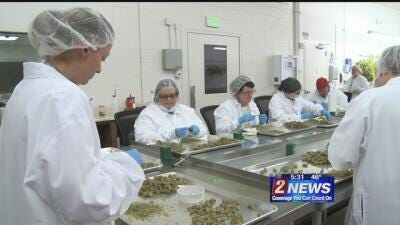 Only on 2: Medical Marijuana Grows as a Business in Nevada