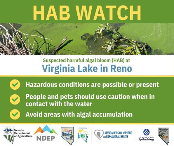 Harmful Algal Bloom at Virginia Lake
