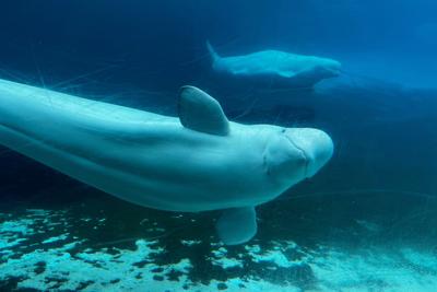 Canada Whales Marineland