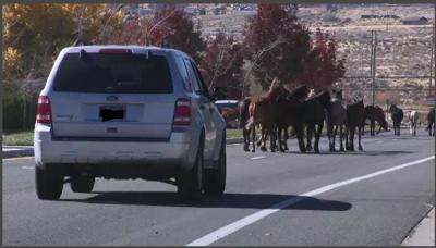 More Feral Horses Coming Into Urban Areas