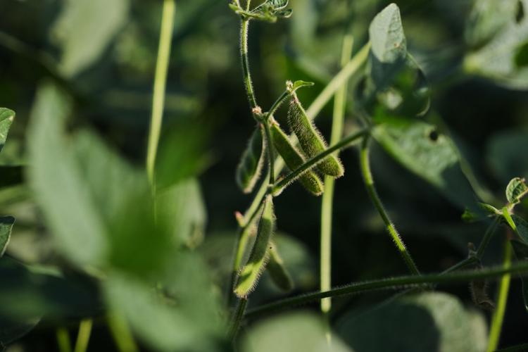 CORRECTION Climate Roots Carbon Capture