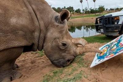 With Nola's Death, 3 Northern White Rhinos Left Worldwide