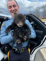 New Jersey state troopers rescue bear cub from highway ditch
