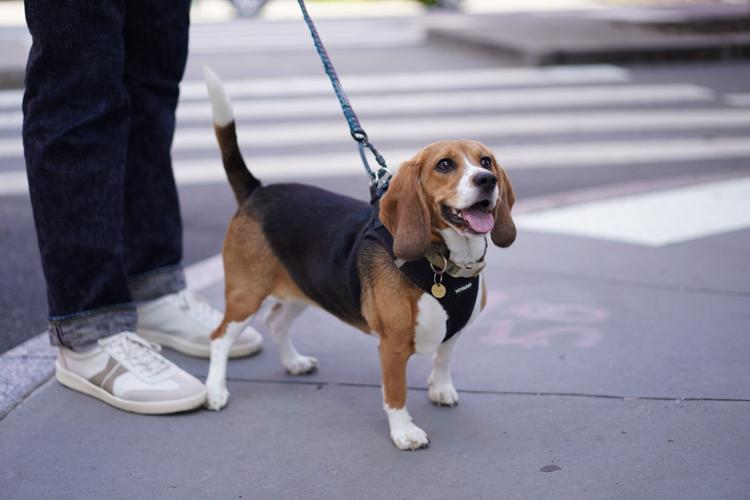 Gene-Edited Hypoallergenic Dogs