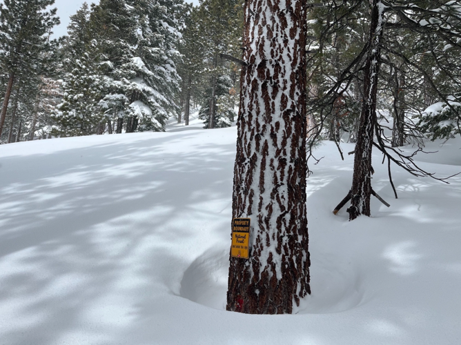 Tree Well Safety 2