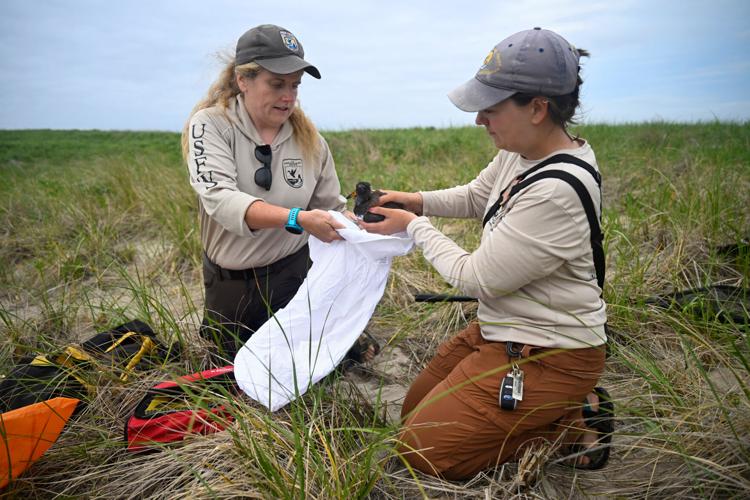 Climate Shorebird Revival