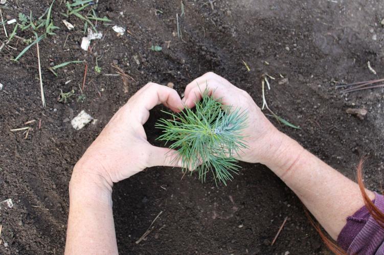 EVMS Students help Restore Davis Burn Area 7