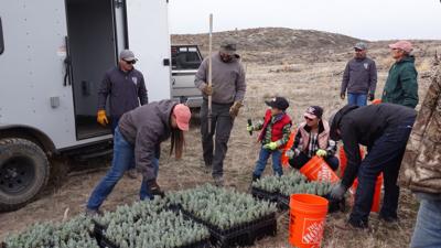 Sagebrush Planting at Cedar Fire Burn Area