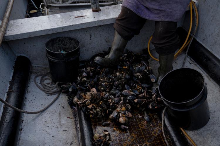 Chile Salmon Farms