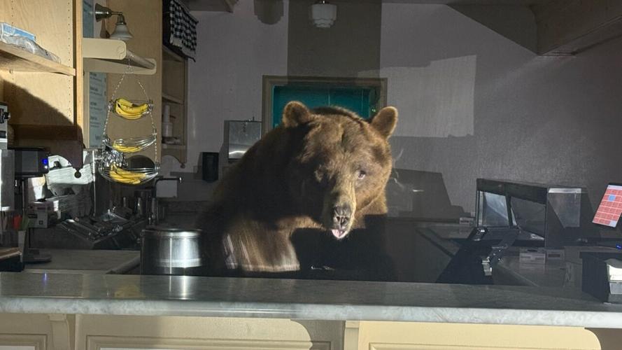 Bear with a sweet tooth found behind the counter at a South Lake Tahoe Ice Cream shop
