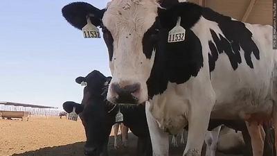 Dairy Cow