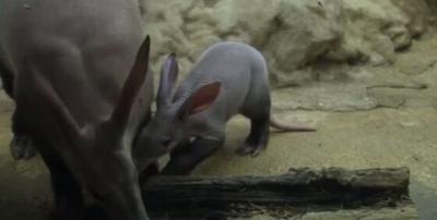 Frankfurt Zoo Debuts Baby Aardvark to Public