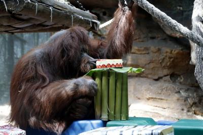 Orangutan Celebrates 50th Birthday