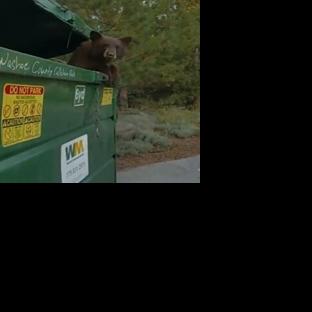 WCSO Deputies Rescue Bear In Dumpster | News | 2news.com